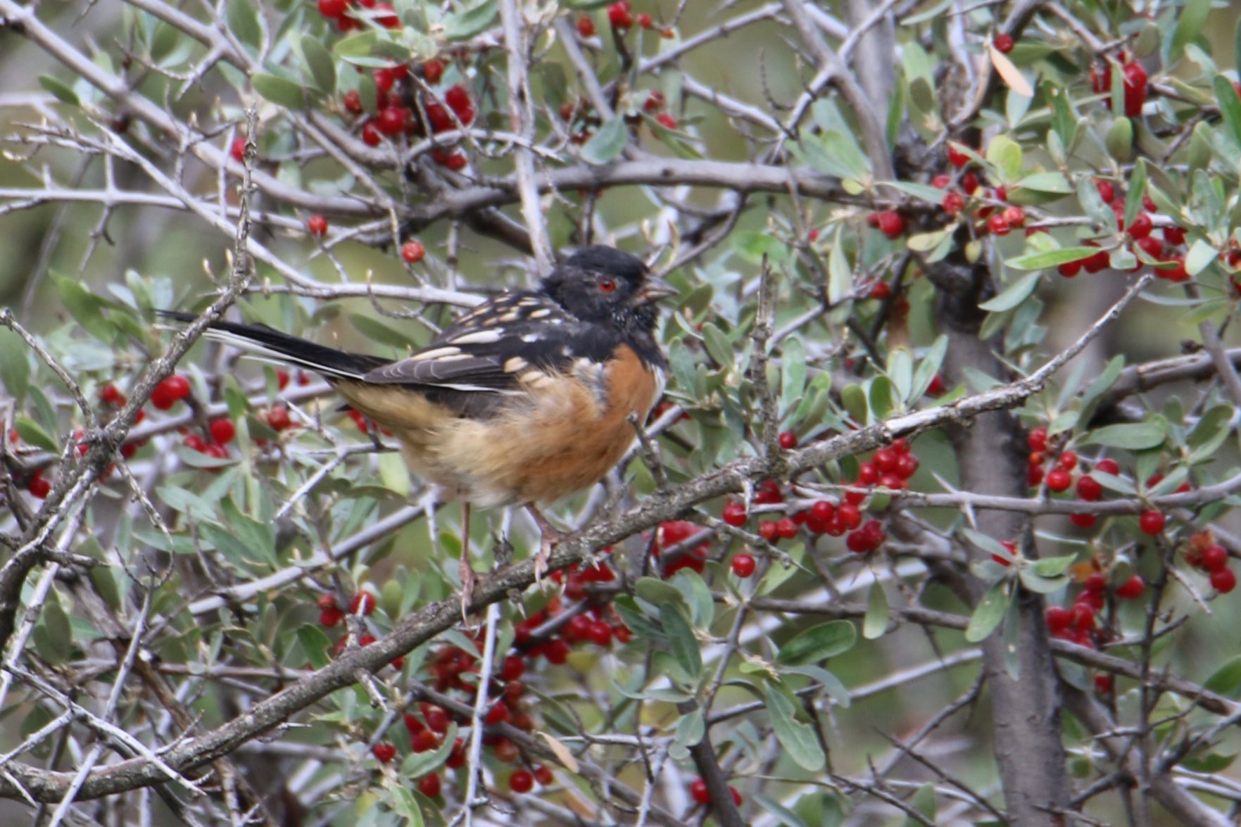 Spotted Towhee